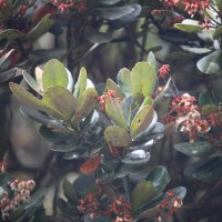 <i>Elaeocarpus montanus</i>  Thwaites